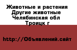 Животные и растения Другие животные. Челябинская обл.,Троицк г.